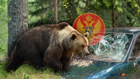 DRAMA U CG Medved ih gađao kamenjem - polomio im stakla na kolima: Izašli smo, osetio sam bol u ramenu - i shvatio šta se desilo DRAMA U CG Medved ih gađao kamenjem - polomio im stakla na kolima: Izašli smo, osetio sam bol u ramenu - i shvatio šta se desilo