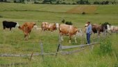 ČAK 600 SELA NEMA NIJEDNE KRAVE: Depopulacija i starenje stanovništva u potpunosti promenili obrazac života u ruralnim područjima