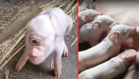 У Србији рођено прасе са ЈЕДНИМ ОКОМ насред чела! Бојанићи умрли од страха кад је изашло - ШЕСТО од 18 У Србији рођено прасе са ЈЕДНИМ ОКОМ насред чела! Бојанићи умрли од страха кад је изашло - ШЕСТО од 18