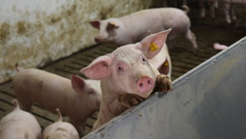 NOVI PODACI ZAVODA ZA STATISTIKU: Više svinja, manje ovaca i živine