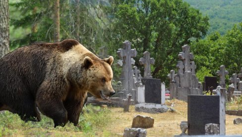 GLADNI MEDVED NAPRAVIO HAOS: Raskopao grobove na pravoslavnom groblju u potrazi za hranom