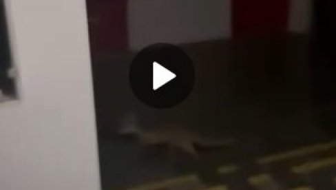 ФИЛОЗОФСКИ ФАКУЛТЕТ У НОВОМ САДУ - ЛЕГЛО ЗАРАЗЕ