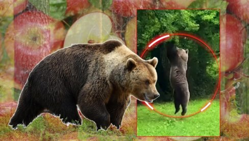 Снимили медведа у воћњаку - нису могли да верују ШТА ради! То је доказ колико су паметни и прилагодљиви (ВИДЕО)