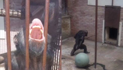 NEKA PRSKA: Snimili majmuna u BG ZOO vrtu, nisu mogli da veruju šta je uradio (VIDEO)