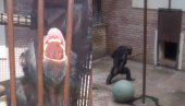 NEKA PRSKA: Snimili majmuna u BG ZOO vrtu, nisu mogli da veruju šta je uradio (VIDEO)