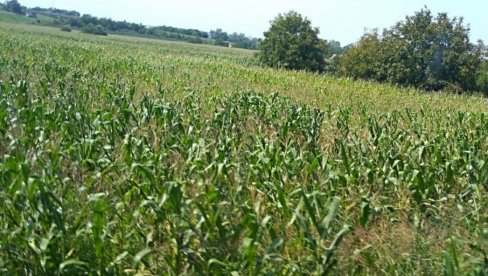 DRŽAVNE NJIVE: U zakup na 15 godina daje se 147 parcela