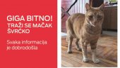 SVI TRAŽE ŠVRĆKA