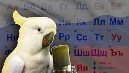 НАПРАВИО ХАОС У ТУРСКОЈ: Папагај који прича РУСКИ данима измиче хватању НАПРАВИО ХАОС У ТУРСКОЈ: Папагај који прича РУСКИ данима измиче хватању