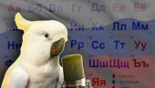 НАПРАВИО ХАОС У ТУРСКОЈ: Папагај који прича РУСКИ данима измиче хватању