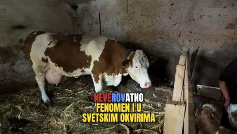 НЕВЕРИЦА И РАДОСТ: Колико је крава отелила телади - не памти се у Србији (ВИДЕО) НЕВЕРИЦА И РАДОСТ: Колико је крава отелила телади - не памти се у Србији (ВИДЕО)