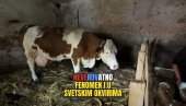 NEVERICA I RADOST: Koliko je krava otelila teladi - ne pamti se u Srbiji (VIDEO)