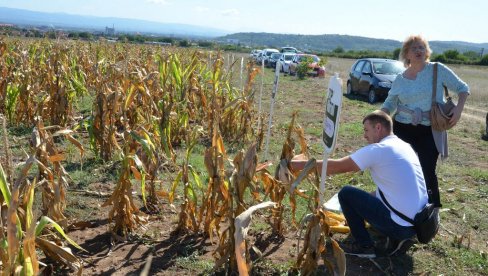 “DANI POLJA KUKURUZA”: Suša i vrane „obrale“ kukuruz “DANI POLJA KUKURUZA”: Suša i vrane „obrale“ kukuruz