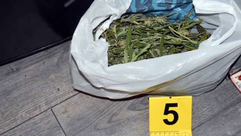 OTKRIVEN ZASAD KANABISA, A U KUĆI SASUŠENE BILJKE: Subotičaninu osumnjičenom za proizvdnju i trgovinu drogom određen kućni pritvor