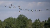 ПОСМАТРАЈТЕ ЧУДЕСНЕ МИГРАЦИЈЕ ПТИЦА: Друштво за заштиту и проучавање птица Србиј4, 4. и 5. октобра организује излете  широм Србије