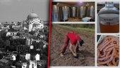 GLUMAC NAPUSTIO VRAČAR I OTIŠAO NA SELO: Ima svinje, voće, rakiju, vino, kobasice - i radi sve poslove (FOTO)