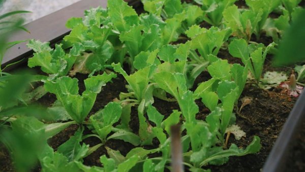 ЗАРАДА ОД ПОВРЋА ТОКОМ ЗИМЕ: Ево шта да засадите и зарадите новац - Представљамо вам три културе