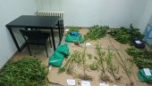 ЗАПЛЕЊЕНО 19 КИЛОГРАМА КАНБИСА: Добар „улов“ припадника полиције у Краљеву