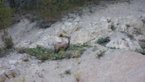 SEOBA NA SRPSKIM PLANINAMA: Divokoze sa Tare na Kopaoniku SEOBA NA SRPSKIM PLANINAMA: Divokoze sa Tare na Kopaoniku