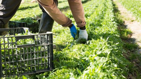 SKUPA SALATA KOJA USPEVA I U SRBIJI: Možete sami da je gajite, seme je jeftino - traži samo jedno