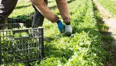 SKUPA SALATA KOJA USPEVA I U SRBIJI: Možete sami da je gajite, seme je jeftino - traži samo jedno