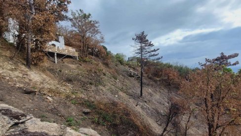 ОБНАВЉАЈУ ИЗГОРЕЛУ ШУМУ: На Вршачким планинама, испод „Изазова“, досад посађено 700 садница