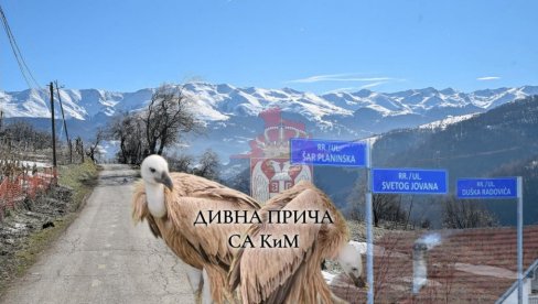РЕТКИ КАО СРБИ НА КиМ И НЕ НАПУШТАЈУ СВОЈУ ШАР-ПЛАНИНУ: Био је лак плен за звери, није могао да лети, али то није био крај