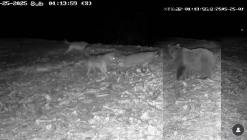 Nadzorna kamera u Srbiji snimila bitku 3 VUKA I MEDVEDA! Vidite KO je bio jači: Prirodna hijerarhija na delu (VIDEO) Nadzorna kamera u Srbiji snimila bitku 3 VUKA I MEDVEDA! Vidite KO je bio jači: Prirodna hijerarhija na delu (VIDEO)