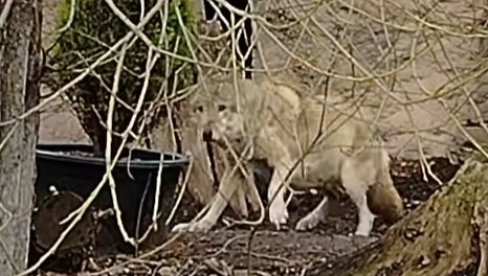 VUČICA TEŠKO PRIHVATILA DA GA VIŠE NEMA: Uginuo stari vuk Tarzan, legenda zoološkog vrta