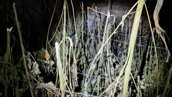 АКЦИЈА ПОЛИЦИЈЕ КОД ЛОЗНИЦЕ: Заплењено 356 килограма марихуане АКЦИЈА ПОЛИЦИЈЕ КОД ЛОЗНИЦЕ: Заплењено 356 килограма марихуане