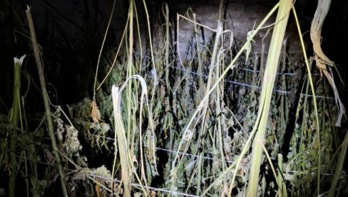 AKCIJA POLICIJE KOD LOZNICE: Zaplenjeno 356 kilograma marihuane AKCIJA POLICIJE KOD LOZNICE: Zaplenjeno 356 kilograma marihuane