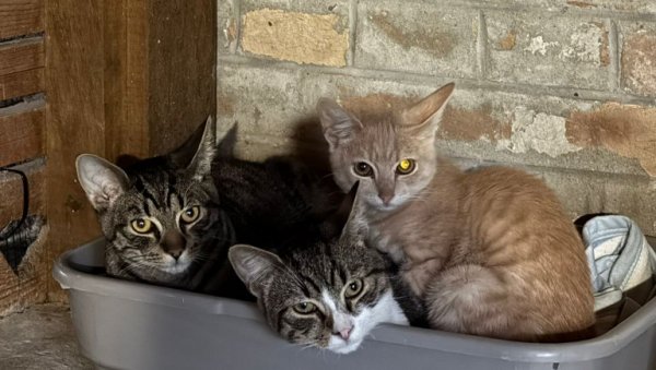 СПАСЛА ВИШЕ ОД 1.000 ЖИВОТИЊА: Мила Рајковић са пријатељима брине о напуштеним псима и мачкама