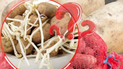 DA LI JE PROKLIJALI KROMPIR BEZBEDAN ZA JELO: Naučite kako da prepoznate opasne i bezbedne klice