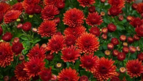 ОТКРИВАМО ТАЈНУ ИСКУСНИХ ВРТЛАРА! Прашак за пециво је невероватан за башту и цвеће