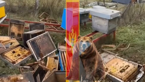 HAOS U CRNOJ GORI: Mečka ušla u dvorište sa košnicama, pčelar se uhvatio za glavu kad je video scenu (VIDEO)