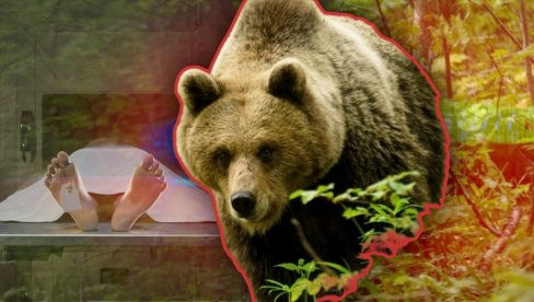 U POMOĆ ZOVU VOJNIKE I POLICAJCE: Medvedi ubili 13 ljudi u 25 - situacija alarmantna, Japanci nemaju rešenje