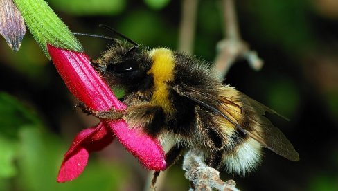 БУМБАРИ ЧИТАЈУ „МОРЗЕОВУ АЗБУКУ“! Како инсекти користе светлосне сигнале за лов на нектар