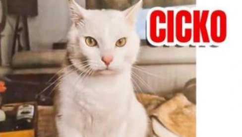 ЗА ЦИЦКА 1.000 ЕВРА: Нестао бели мачор на Вождовцу, власници нуде вредну награду