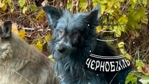 NEVEROVATNO: Otkriveno ZAŠTO su černobiljski psi POPLAVELI