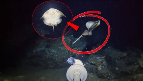 НОВА ВРСТА? Снимио биће на морском дну - научници немају појма ШТА је ово (ВИДЕО)