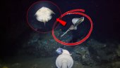 NOVA VRSTA? Snimio biće na morskom dnu - naučnici nemaju pojma ŠTA je ovo (VIDEO)
