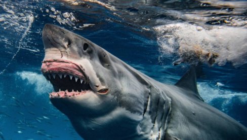 ХОРОР НАПАД АЈКУЛЕ: Девојка страдала, младић у критичном стању превезен у болницу, случајни пролазник испао херој