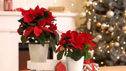 VREME JE ZA BOŽIĆNU ZVEZDU: Kako se neguje najpoznatija praznična biljka?