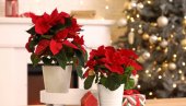 ВРЕМЕ ЈЕ ЗА БОЖИЋНУ ЗВЕЗДУ: Како се негује најпознатија празнична биљка?