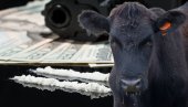 KOKAINSKE KRAVE Kako karteli koriste goveda za šverc droge u Evropu - prepoznali mane sistema i zgrću milione na tome