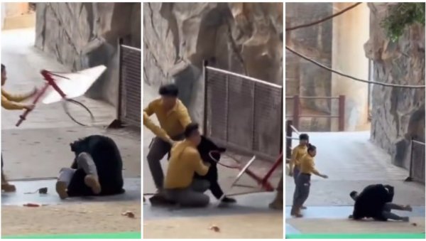 МЕДВЕД НАСРНУО НА РАДНИКА У ЗОО ВРТУ: Немилосрдна животиња напала свог дресера - особље хитно прискочило у поноћ (ВИДЕО)