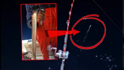 РИБАРИ У ШОКУ: Шта је ОВО?! Уловили чудног морског СТВОРА у Јадрану (ВИДЕО)