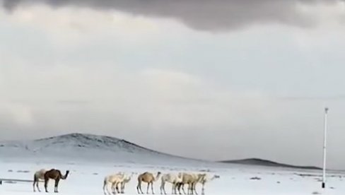 SNEG ZABELEO PUSTINJE, KAMILE ZBUNJENE: Poplave od Maroka do Saudijske Arabije i Irana, Abu Dabi pod vodom