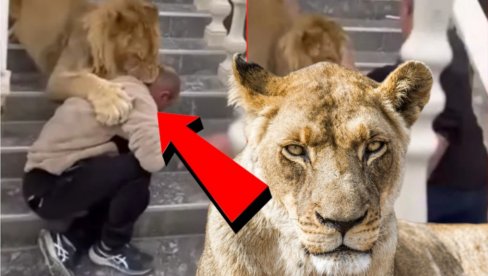 LAV NAPAO ČOVEKA U ALBANIJI: Držali ga kao ljubimca (VIDEO)