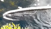 (VIDEO) ALIGATOR ULOVIO DŽINOVSKOG PITONA: Surova priroda - nije čudo što ga zovu Godzila