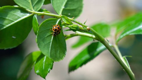 Пепео против биљних ваши - Као руком однесене!